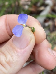 Comesperma sphaerocarpum