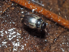 Hydroglyphus geminus