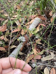 Comesperma sphaerocarpum