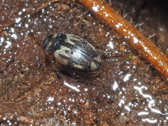 Hydroglyphus geminus