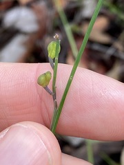 Comesperma sphaerocarpum