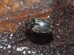 Hydroglyphus geminus