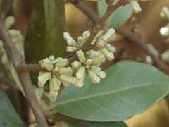 Elaeagnus latifolia
