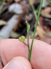 Comesperma sphaerocarpum