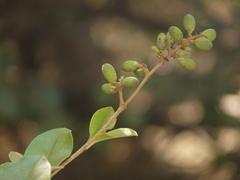 Elaeagnus latifolia