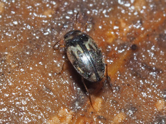 Hydroglyphus geminus