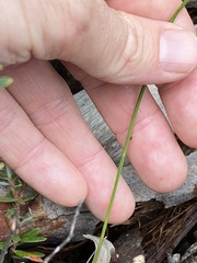 Comesperma sphaerocarpum