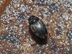 Hydroglyphus geminus