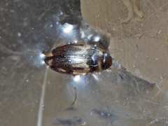 Hydroglyphus geminus