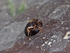 Hydroglyphus geminus