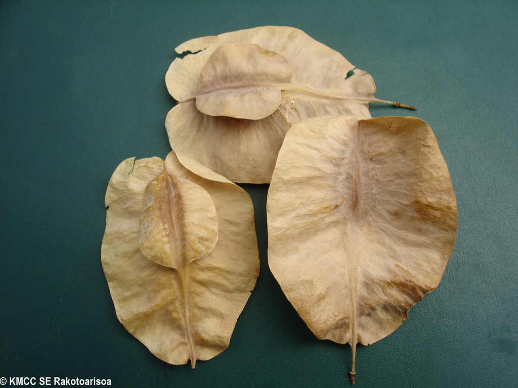 Tetrapterocarpon septentrionale