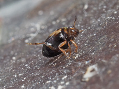 Hydroglyphus geminus