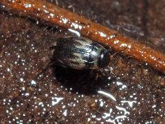 Hydroglyphus geminus