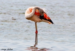 Phoenicopterus chilensis