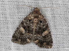 Condica macrosema