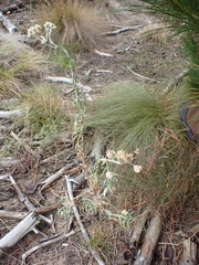 Pseudognaphalium oligandrum