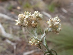 Pseudognaphalium oligandrum