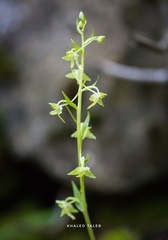 Platanthera holmboei