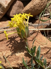 Gnidia styphelioides