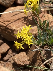 Gnidia styphelioides