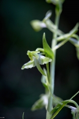 Platanthera holmboei