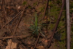 Dawsonia