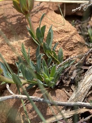 Gnidia styphelioides