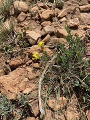 Gnidia styphelioides