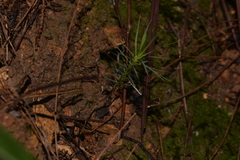 Dawsonia