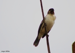 Sporophila telasco