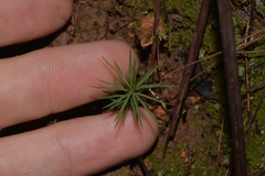 Dawsonia