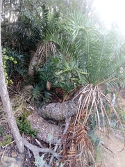 Encephalartos altensteinii