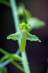 Platanthera holmboei
