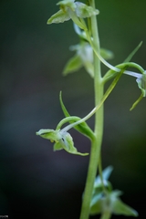 Platanthera holmboei
