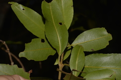Austrobuxus swainii