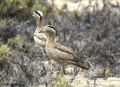 Burhinus superciliaris