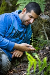 Platanthera holmboei