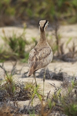 Burhinus superciliaris