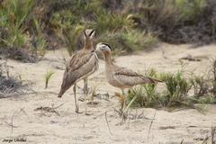 Burhinus superciliaris