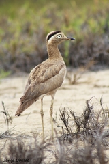 Burhinus superciliaris