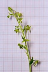 Platanthera holmboei