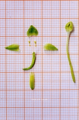 Platanthera holmboei