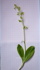 Platanthera holmboei