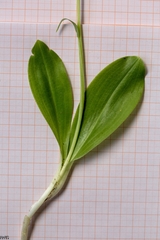 Platanthera holmboei