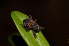 Methidrysis afflicta