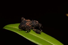 Methidrysis afflicta