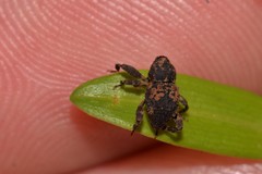 Methidrysis afflicta