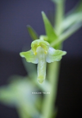 Platanthera holmboei