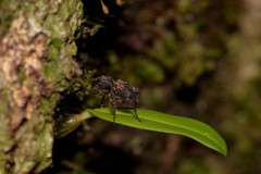 Methidrysis afflicta