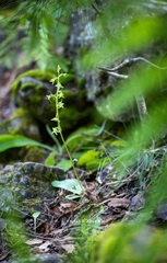 Platanthera holmboei